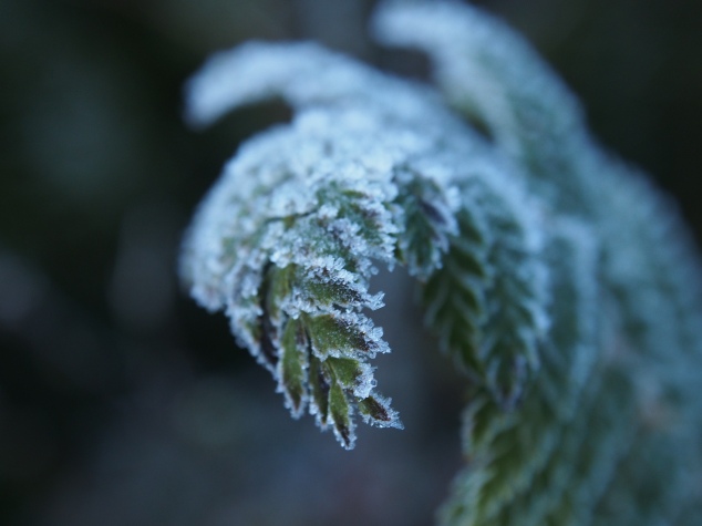 Frosty fern at Lake Hawdon Hut